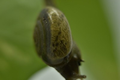 蜗牛的特写照片。