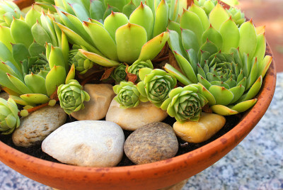 石莲花