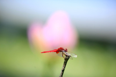 蜻蜓