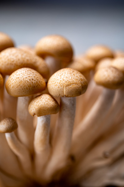 来自亚洲的新鲜丁纳褐色shimeji食用蘑菇，富含鸟苷和谷氨酸等鲜味化合物