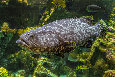 水下巨型石斑鱼。大Epinephelus itajara。