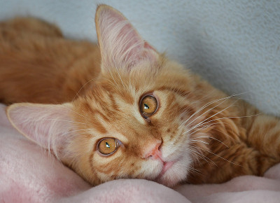 猫，毛茸茸的可爱宠物