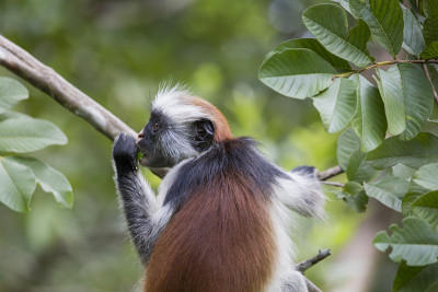 濒危的桑给巴尔红疣猴(Procolobus kirkii)， Joza