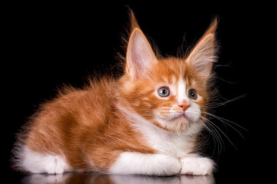 黑色背景上的缅因猫。