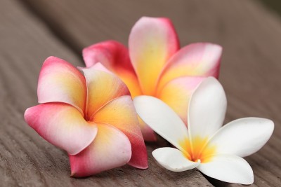 鸡蛋花花