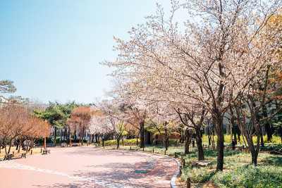 韩国大邱国钗蒲山纪念公园的粉红色樱花路