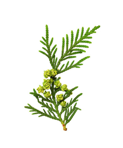 有芽的小枝