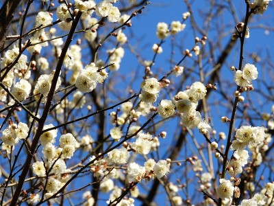 李子blossom3