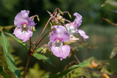 喜马拉雅香脂（impatiens gladulifera）