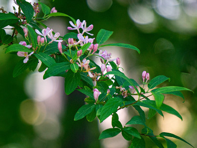 金银花或森林金银花在春天的森林。