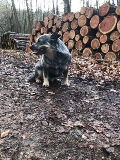 澳洲牧牛犬
