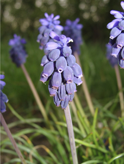 Muscari neglectum