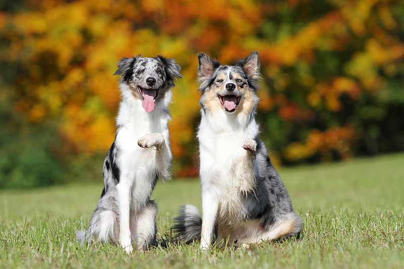 两只边境牧羊犬在耍把戏