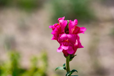 金鱼草majus花