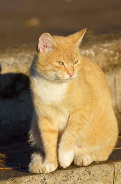 红猫出去打猎了。