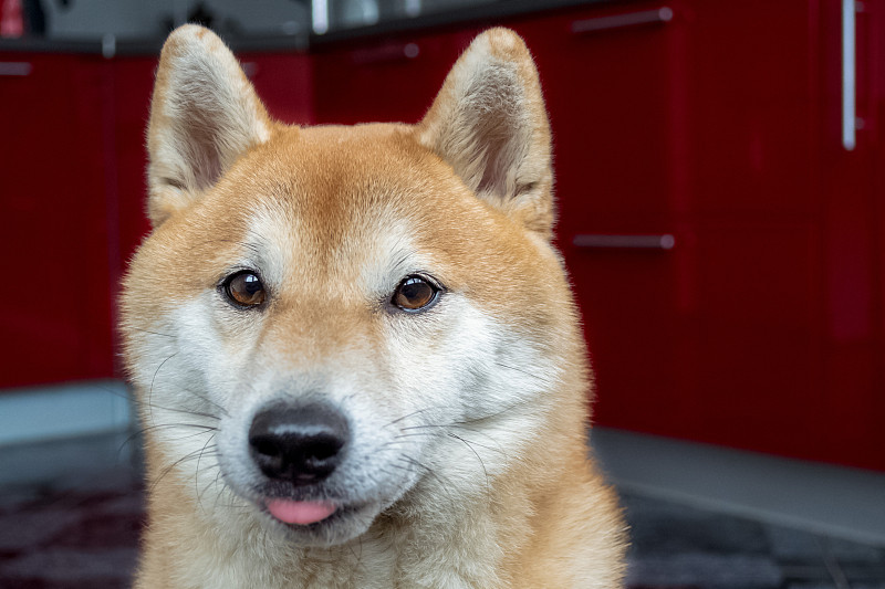 有趣的姜狗。特写镜头，舌头伸出来。日本柴犬