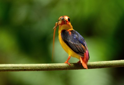 雄性黑背翠鸟(Ceyx erithacus)