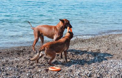 两只玛利诺犬在海滩上玩耍