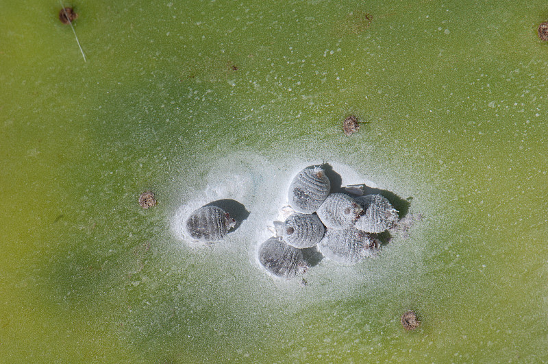 胭脂虫(胭脂虫球菌)(雌性)在一种北非无花果(大仙人掌)上。