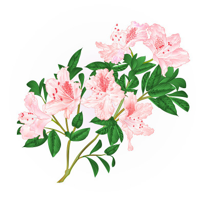 浅粉色的杜鹃花嫩枝带着花和叶，山地古灌木手绘矢量