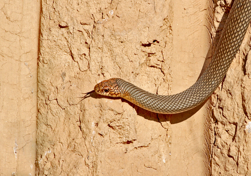 凯斯宾鞭蛇(Dolichophis caspius)沿着垂直的粘土墙爬到蜂鸟的巢穴