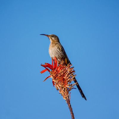 Sugarbird角