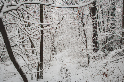 雪树和森林在冬天