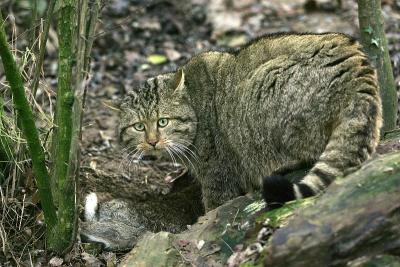 欧洲野猫，野猫，与一只野兔
