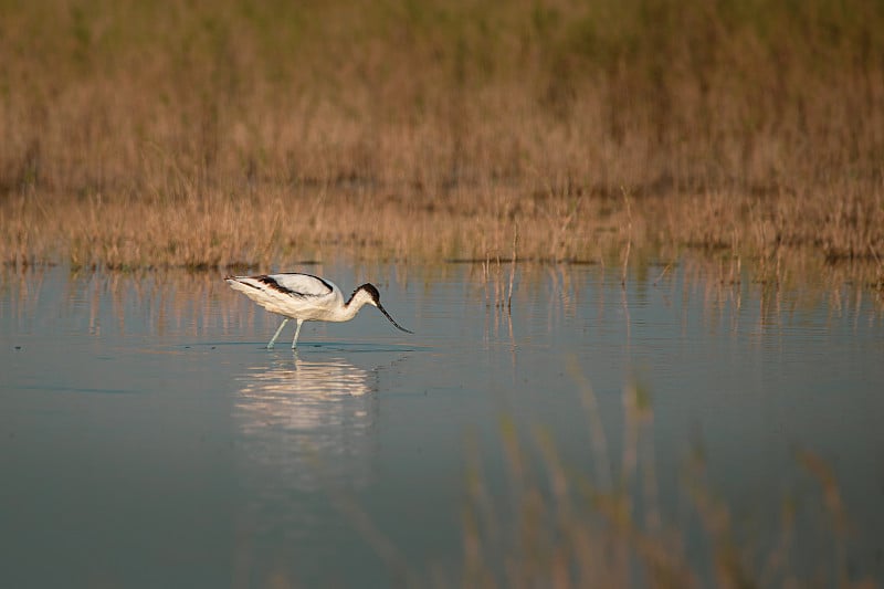 斑驳的avocet;在纳塔鸟类保护区观鸟