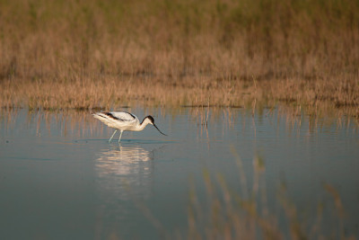 斑驳的avocet;在纳塔鸟类保护区观鸟