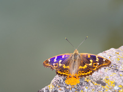 紫蝶(Apatura ilia)