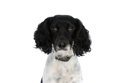 英国施普林格西班牙猎犬的肖像与衣领在白色背景上