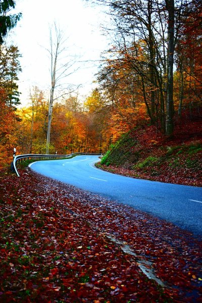 弯曲的乡村道路在秋天的森林