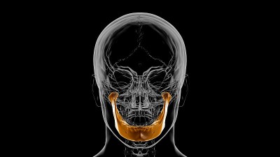 人体骨骼颅骨下颌骨解剖医学概念3D