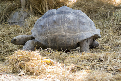 地上一只乌龟的图像。野生动物。(Geochelone sulcata)
