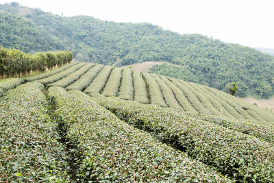 茶园景观。