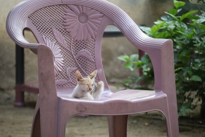 那只猫