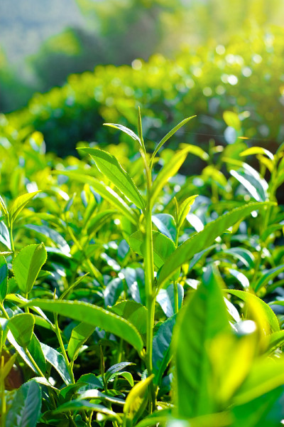 新鲜有机茶芽、茶叶种植，台湾蓝天阿里山著名的乌龙茶产区