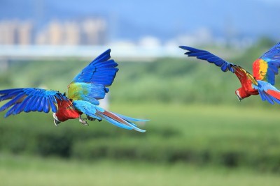 金刚鹦鹉