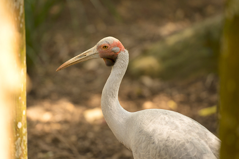 澳大利亚男性Brolga