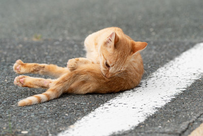 猫