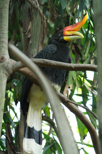 Hornbill7
