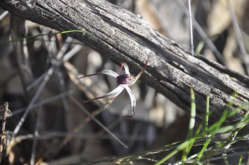 冬蜘蛛兰(caladenia drummondii)