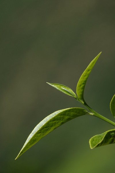 高原的绿茶嫩芽和嫩叶