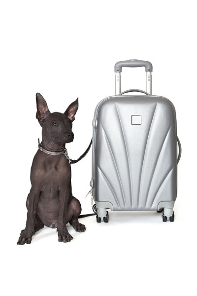 墨西哥xoloitzcuintle与手提箱