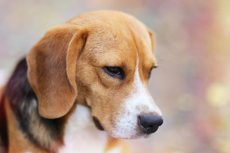 小猎犬在公园户外的大头照。