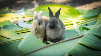 兔子在花园里吃树叶