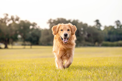 金毛猎犬的狗