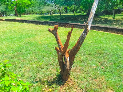 巨型红土白蚁筑巢