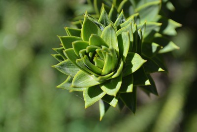 araucaria